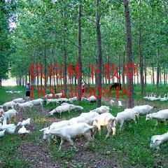 林下果园种植什么牧草种子养羊批发