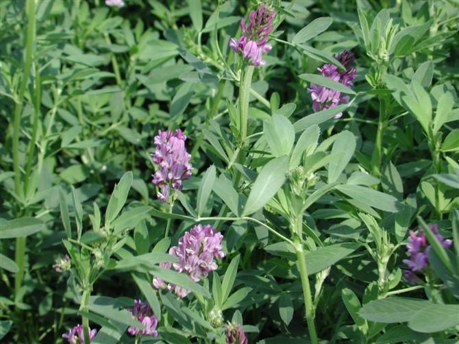 紫花苜蓿种子价格批发