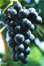 供应吉林出售葡萄苗，吉林嫁接葡萄苗，巨峰夏黑葡萄苗，茉莉香葡萄苗等