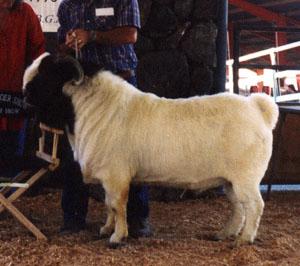 供应肉羊小尾寒羊鲁西小尾寒羊纯种波尔山羊成年牛体重可达到1800斤左右