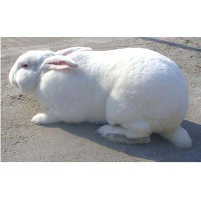 供应15年兔市行情獭兔养殖技术种兔利润