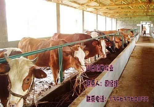 山东哪家的养殖场的西门塔尔牛最大山东哪家的养殖场的西门塔尔牛最大