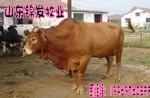 鲁西黄牛的纯种价格