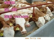 济宁市山东哪家的养殖场的西门塔尔牛最大厂家山东哪家的养殖场的西门塔尔牛最大