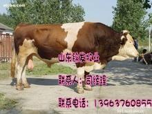 西门塔尔牛的纯种价格