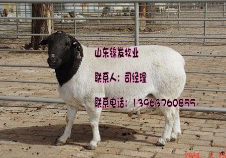 杜泊绵羊的纯种价格