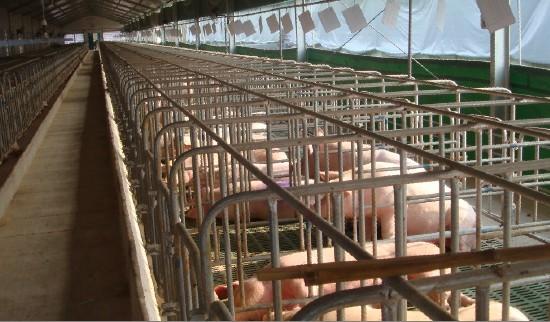 供应高强度生产仔猪保育栏漏缝板图片
