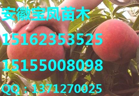 滁州市安徽优质桃树苗优质水蜜桃厂家