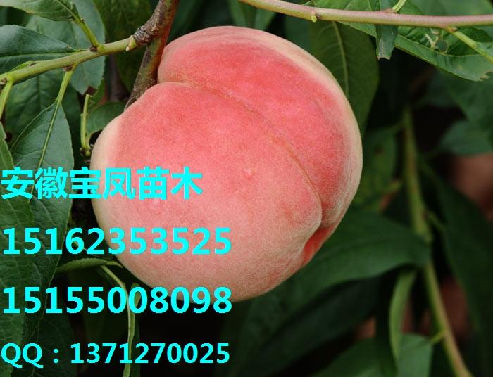 滁州市优良桃树苗优质水蜜桃嫁接桃树苗厂家