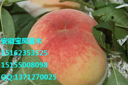 滁州市赣州桃树苗于都水蜜桃厂家