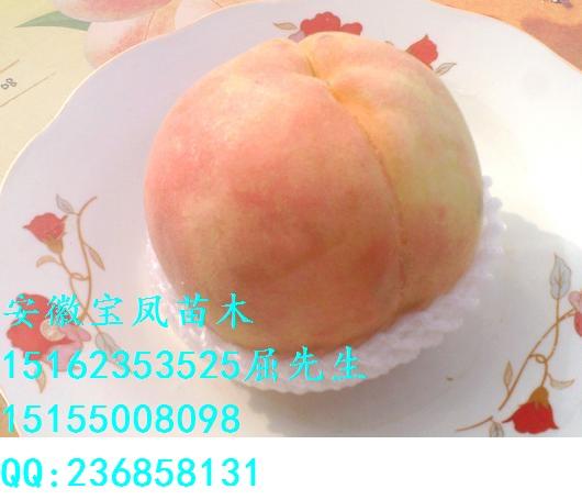 滁州市2013年桃树苗新品种厂家