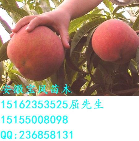 滁州市优质桃树苗厂家