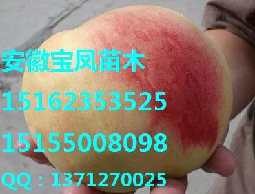供应安徽优质桃树苗优质水蜜桃图片