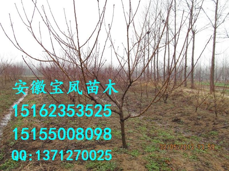 滁州市2到5年生桃树苗价格厂家供应2到5年生桃树苗价格