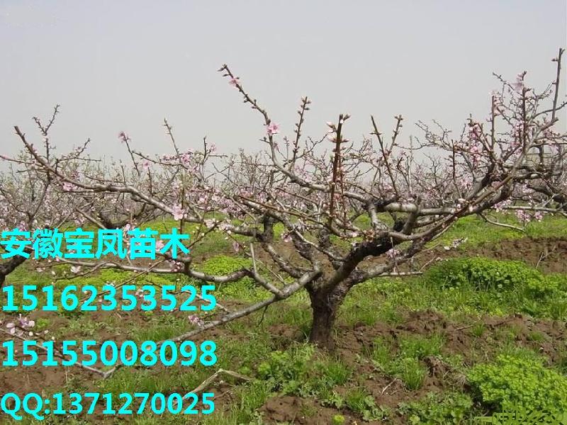 安徽优质桃树苗优质水蜜桃供应安徽优质桃树苗优质水蜜桃