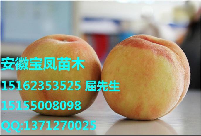 滁州市赣州桃树苗于都水蜜桃厂家供应赣州桃树苗于都水蜜桃