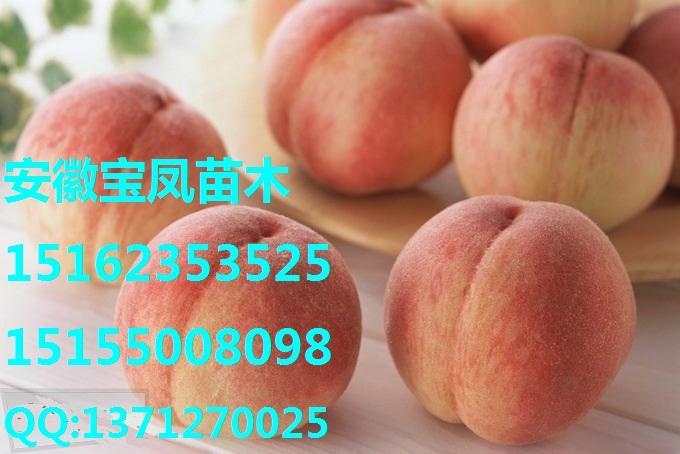 滁州市早熟晚熟桃树苗安徽桃树苗价格厂家