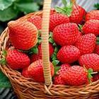 徐州市草莓苗价格厂家草莓苗价格