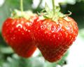 草莓苗价格图片