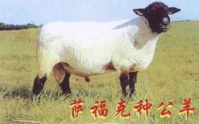 供应武汉杜泊绵羊多少钱一只如何配种多少钱一只图片