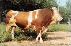 肉牛品种图片