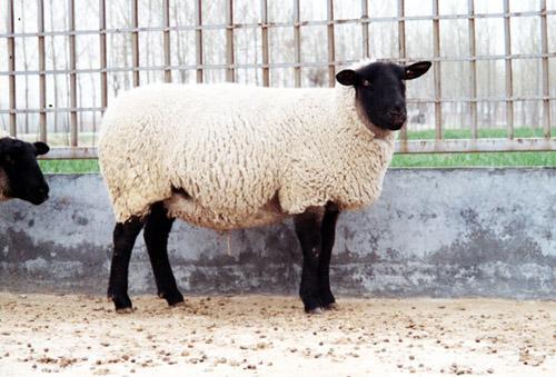 杜泊绵羊养殖技术图片