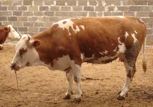 西门塔尔牛供应