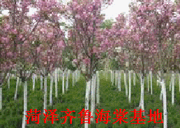 供应海棠树苗图片