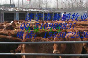 济宁市肉牛肉牛犊肉羊肉馿厂家供应肉牛肉牛犊肉羊肉馿