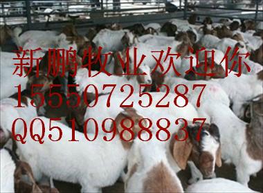 供应小尾寒羊改良肉羊15550725287