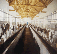 供应山东牛羊养殖场图片