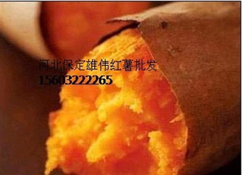 雄县红薯基地-生产基地批发