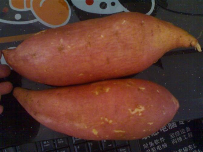供应优质早熟品种红薯
