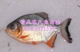 肇庆市淡水白鲳鱼苗批发 淡水白鲳鱼价格厂家