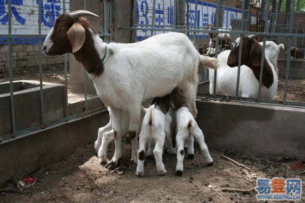 波尔山羊价格天津养羊的利润与成本批发