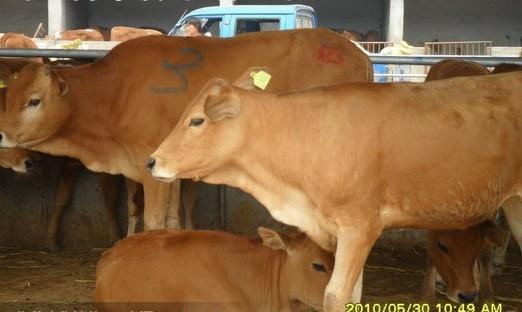 供应湖南现代化肉牛养殖场黄牛犊养殖小牛犊价格