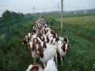 济宁市河南哪里卖波尔山羊河南有养羊场吗厂家河南哪里卖波尔山羊河南有养羊场吗