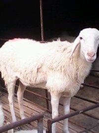 济宁市养殖小尾寒羊是农村新的致富项目厂家