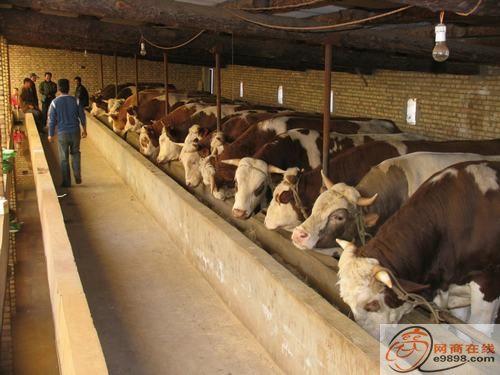 陕西牛羊养殖场肉牛肉羊价格批发