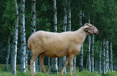 供应小尾寒羊羊苗价格成年母羊多少钱一只