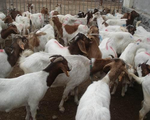 山羊现代化养殖场波尔山羊肉羊养殖批发
