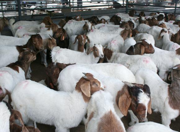 供应湖南波尔山羊价格30斤羔羊多少钱斤图片