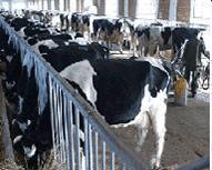 肉牛饲养规程技术百泰牧业批发