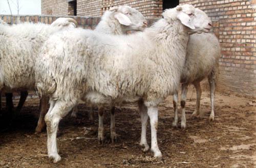 供应小尾寒羊养殖杜泊绵羊种羊价格百泰养羊基地图片