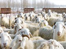 小尾寒羊养殖淮安养羊场山羊价格批发