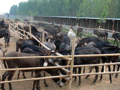 供应选优质小驴苗商品驴种驴到百泰牧业牛羊驴养殖基地图片