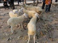 养殖小尾寒羊是农村新的致富项目养殖小尾寒羊是农村新的致富项目