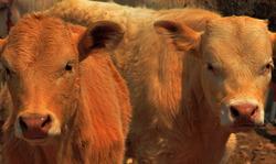 200-400斤小牛犊价格-百泰肉牛养殖批发