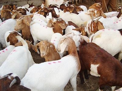 供应安阳波尔山羊养殖场-小山羊价格-种羊多少钱