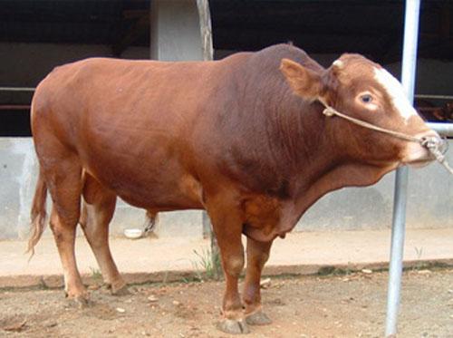 供应福建肉牛养殖场黄牛犊价格肉牛犊养殖图片